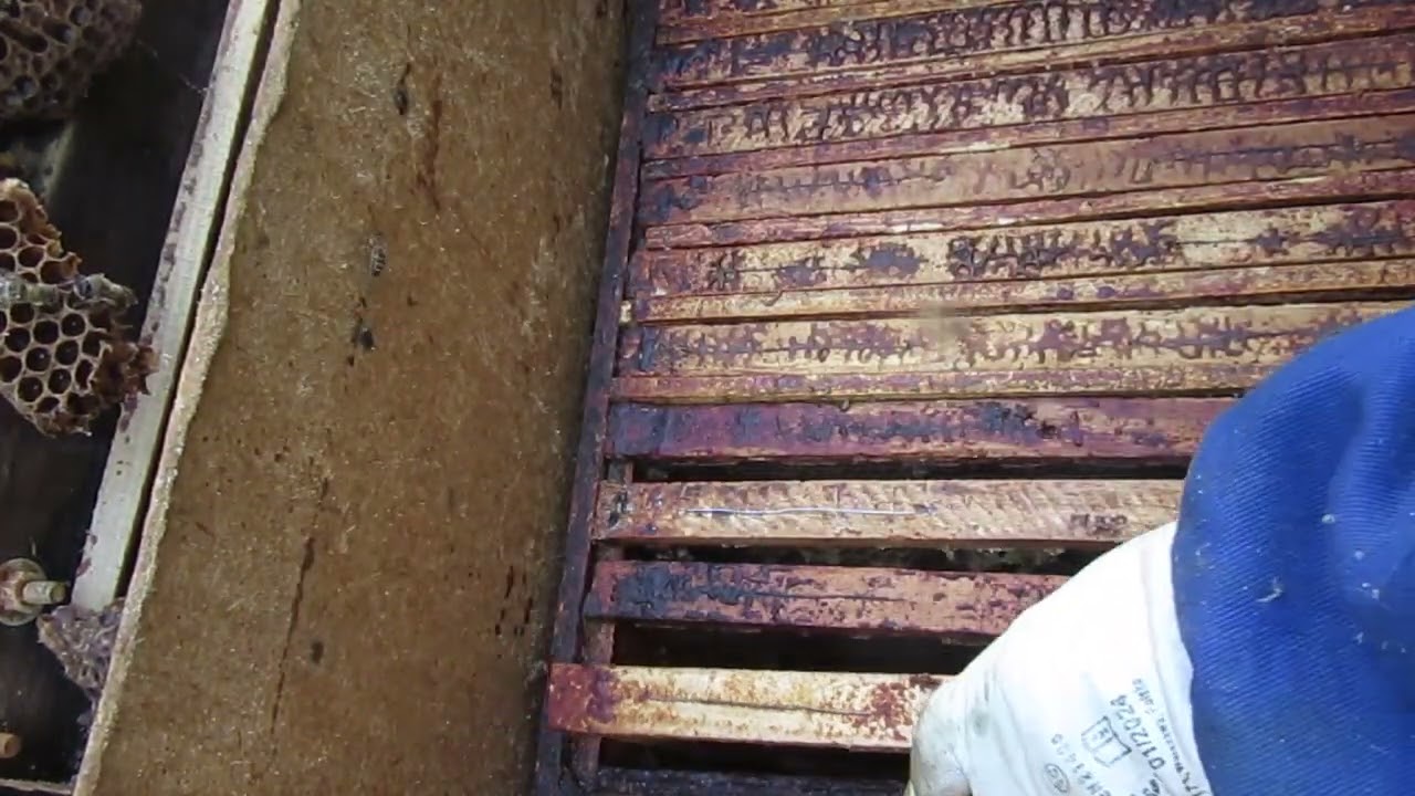 Pszczoły założyły mateczniki i wyszedł rój Jeśli to mateczniki ratunkowe to polegnę .2025r0517.