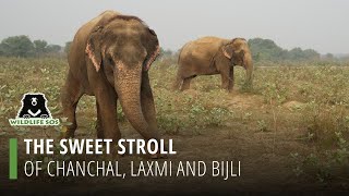 The Sweet Stroll Of Chanchal, Laxmi And Bijli!
