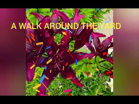 A WALK AROUND THE YARD 