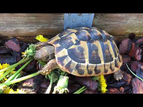 Video: Den Lille Albino-skildpadde Lever Selvom Hjertet Slår Uden For Kroppen - Alternativ Visning