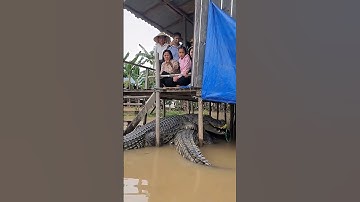 phát hiện cặp cá sấu khổng lồ dưới nhà dân ( phim ai giả tưởng )