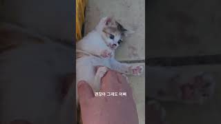아가냥이 쪼물딱 쪼물딱~~~ #고양이 #고양이일상 #길고양이 #아기고양이