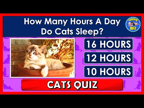 Video: Cat Trivia Quiz