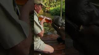 My Hippo Would Never Hurt Me #hippo #animalattack #wildlife
