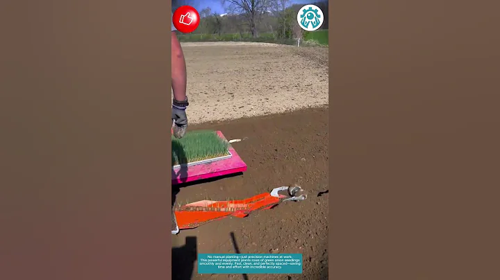 Japan actually grows green onion seedlings this way! 🇯🇵🚜