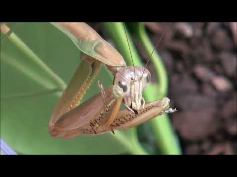 Chinese mantis eating stink bug 2022