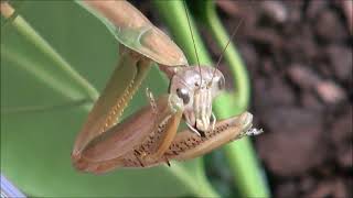 Chinese mantis eating stink bug 2022