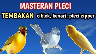 MASTERAN PLECI terbaru tembakan PLECI ZIPPER ,KENARI,CIBLEK .