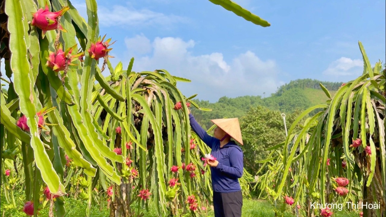 Harvesting dragon fruit and selling the seeds at the market - Making purple corn cakes