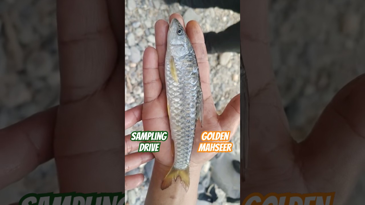 Sampling Drive @River Rangeet