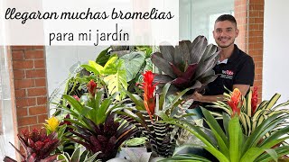 ¿ Cómo cuidar Bromelias ? Me llegaron muchas 🪴 by César Correa - Amantes de las Plantas 37,177 views 4 weeks ago 32 minutes