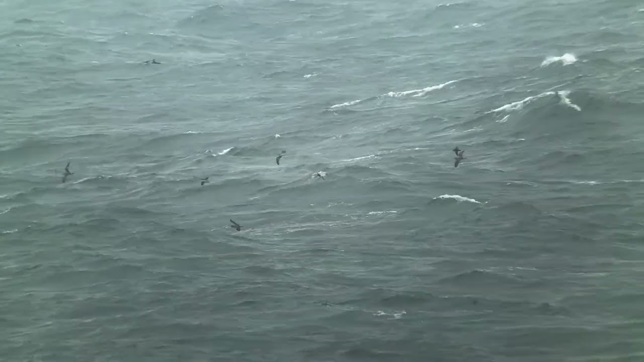 Bridges of Ross sea-watching: 27th August 2025.