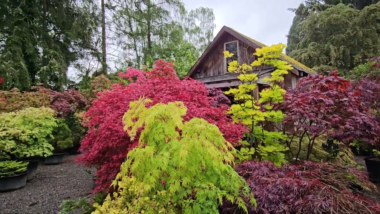 The best Japanese maples Amber and Purple Ghost colors - June 6, 2024 - watch videos@amazingmaples