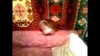 новое видео про кошку от майкла джексона луная походка 2013 смотреть всем ) новое видео про кошку от майкла джексона луная походка 2013 смотреть всем )