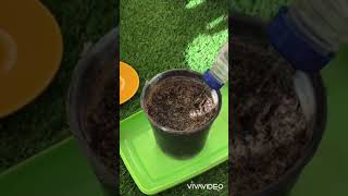 طريقة زراعة نبات الريحان    Basil   plant