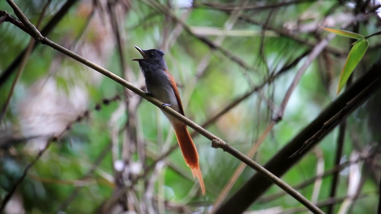 Asian Paradise-Flycatcher singing 