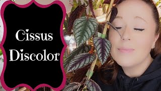 Cissus Discolor - A Complete Guide