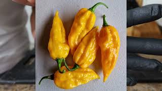 YELLOW FATALII HOT PEPPER POD REVIEW... THIS LOOKS LIKE ANOTHER PEPPER I'VE GROWN...