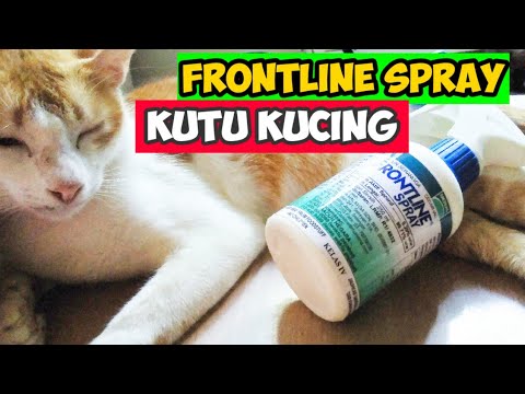 BUANG KUTU KUCING DENGAN FRONTLINE SPRAY  #catVlog 12