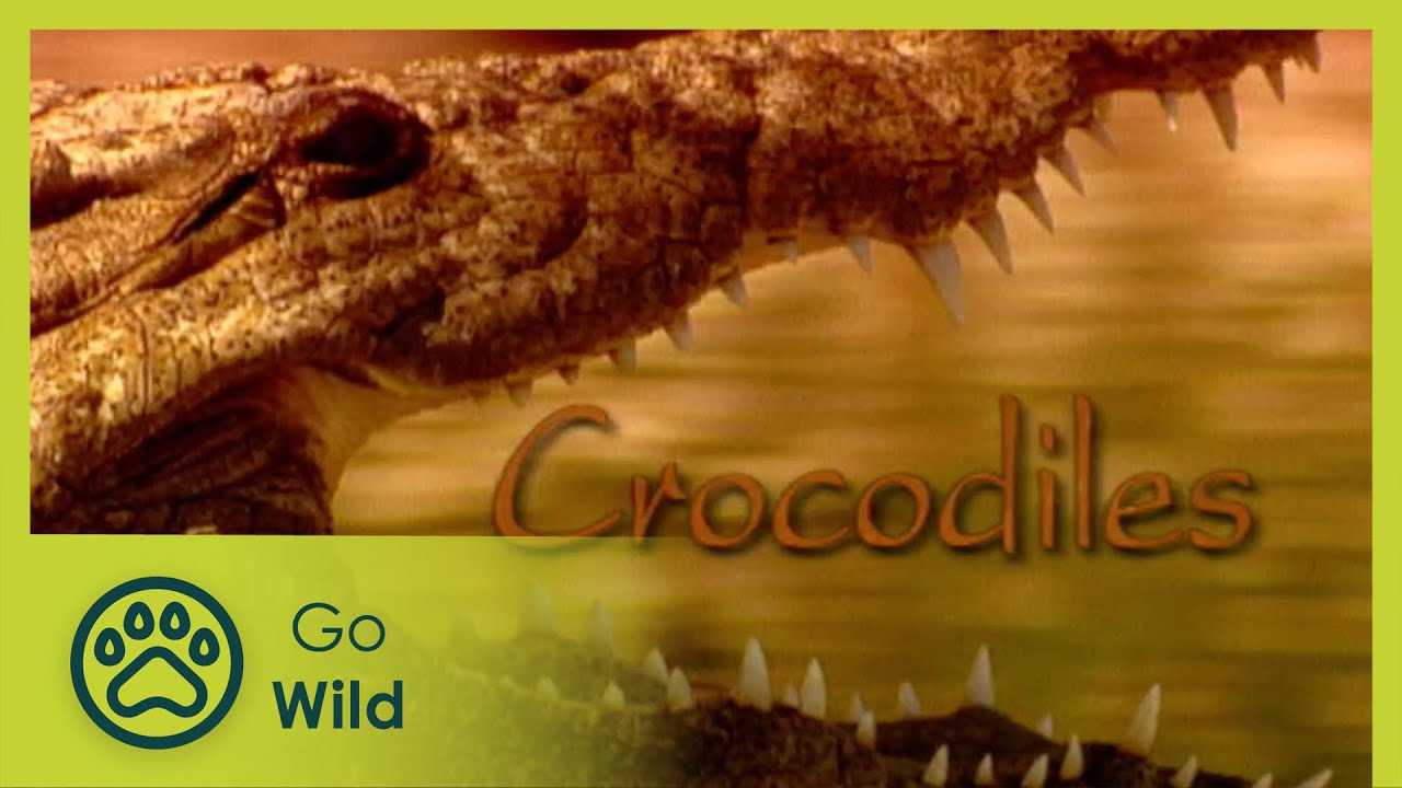 Crocodiles - The Whole Story 5/13