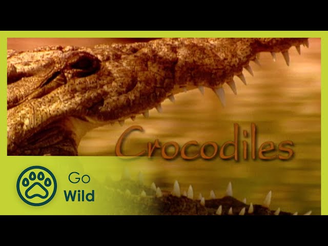 Crocodiles - The Whole Story 5/13 - Go Wild class=