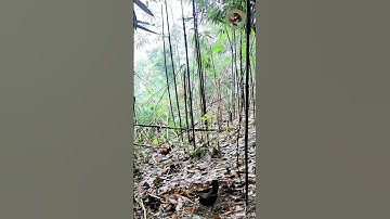 gà rừng rặc tinh khôn #dammesanbay #chicken #shorts #gàrừng #gàrừngrặc