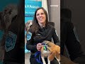Ahead of adoption, beagles rescued from Wisconsin research facility learn what love is