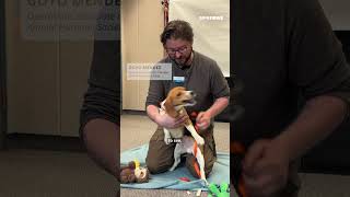 Ahead of adoption, beagles rescued from Wisconsin research facility learn what love is