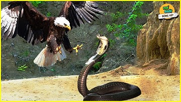 🌍 Cuộc Chiến Sinh Tồn Giữa Đại Bàng Và Rắn, Ai Sẽ Là Người Chiến Thắng?