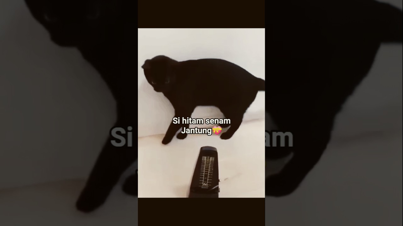 kucing lucul lagi senam😅#cat #shortvideo