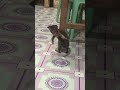 My cat