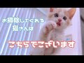 モップがけしてくれる子猫のしらたま君です\^^/