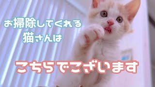 モップがけしてくれる子猫のしらたま君です＼^^／ by 今日のしらたまたち 29,787 views 1 year ago 4 minutes, 23 seconds