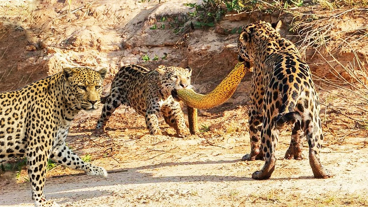Two Leopards Vs South American Python In A Big Fights - YouTube