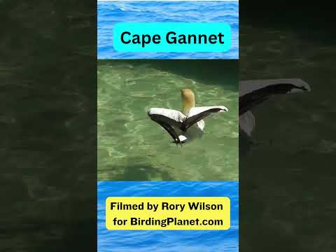 Cape Gannet, with striking eyes, swimming - Birding Planet