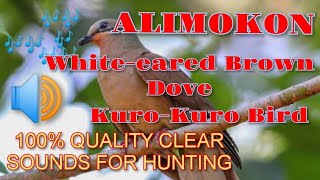 ALIMOKON CALL SOUND | WHITE EARED BROWN DOVE | KURO-KURO BIRD PANG HUNTING