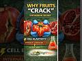 Why Fruits Crack Boron Deficiency Trick IBPS AFO Horticulture #ibpsafo #ibpsafo2026