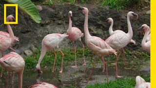 Flamingo Breeding | Flamingo Dads Adopt an Egg | Magic of Disney's Animal Kingdom