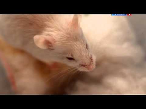 Video: Toksoplazmoza Tek Macet