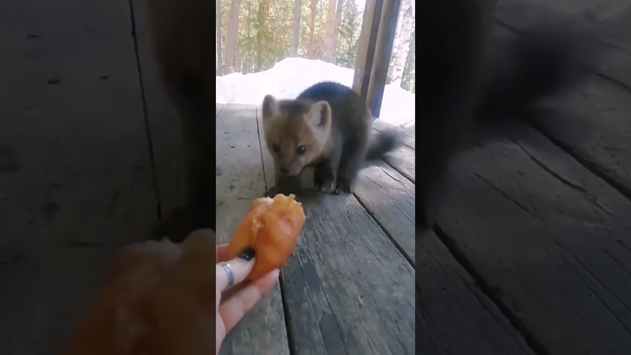 Wolverine eating