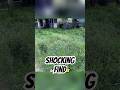 I Thought It Was Just Overgrown Grass...I Was So Wrong #lawncare #viral #lawnmowing #shorts