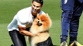 RealTime Puppy Play: Watch a Pomeranian Master the Soccer Field Live!