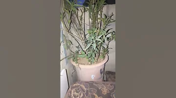 رمش خطاف 