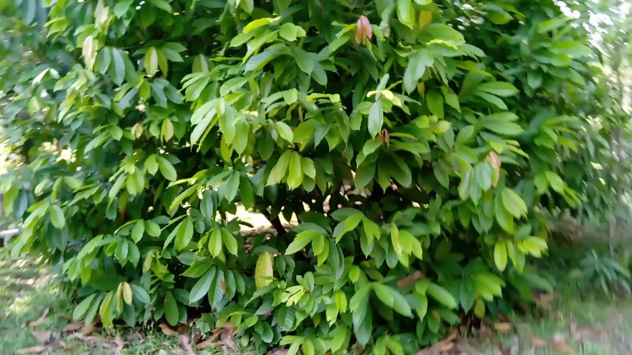 Unpruned Cacao or Cocoa tree