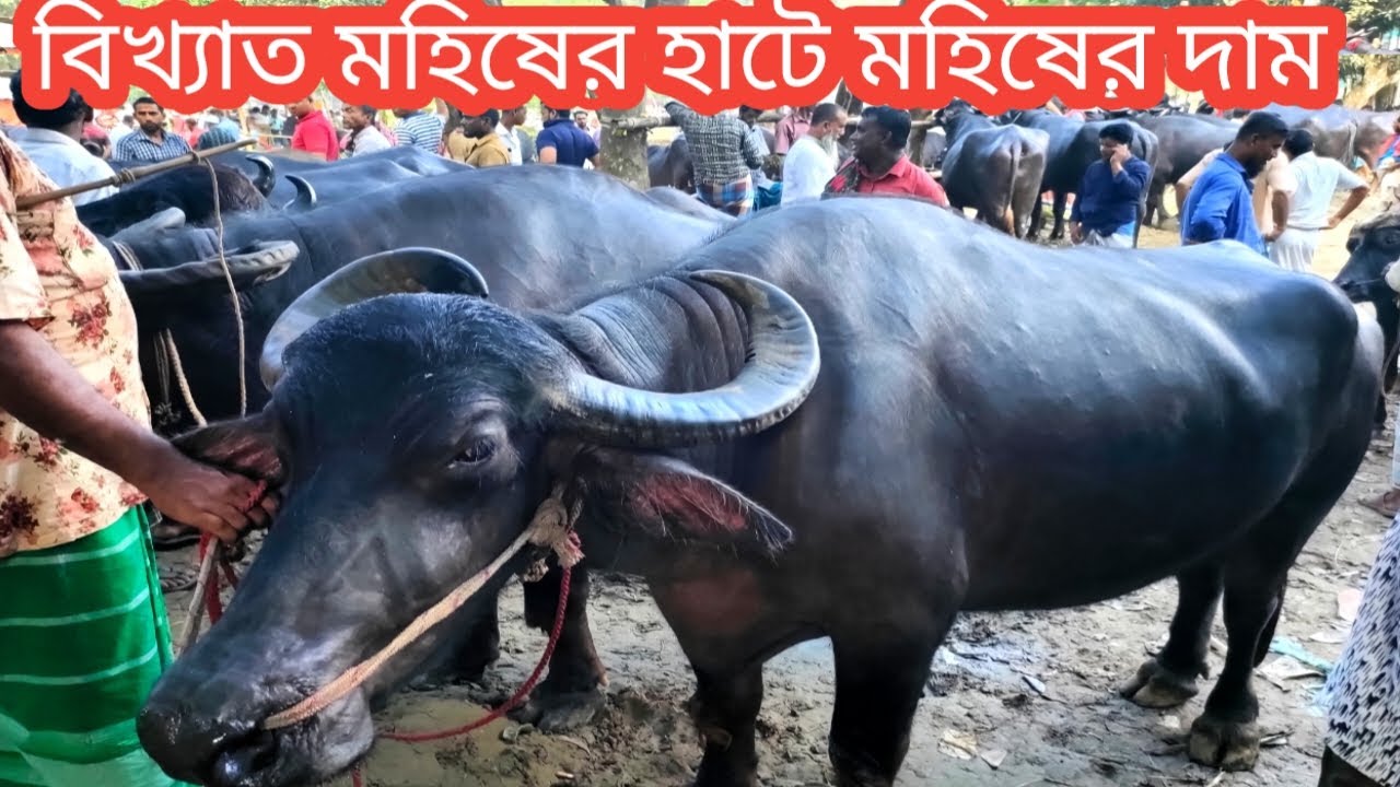@মঙ্গলবার ৮/১১/বিখ্যাত হাটে খামার করার উপযোগী ও মাংসের মহিষের দাম জানেন/buffalo market in Bangladesh