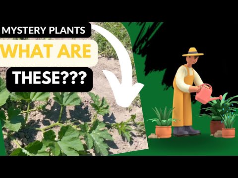 Brian’s Mystery Plant | WHAT IS THIS? #gardening #help