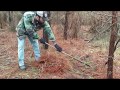 Bobcat trap setting (Success) -  Professional Trapping and Fur Handling #lazypondfarm Fish & Hunt