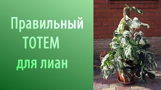 видео: Как изготовить правильный тотем для ароидных и других лиан? картинка: Как изготовить правильный тотем для ароидных и других лиан?