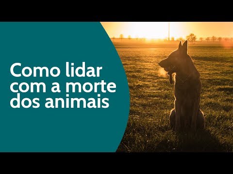 Vídeo: Como lidar com a morte de um animal de estimação