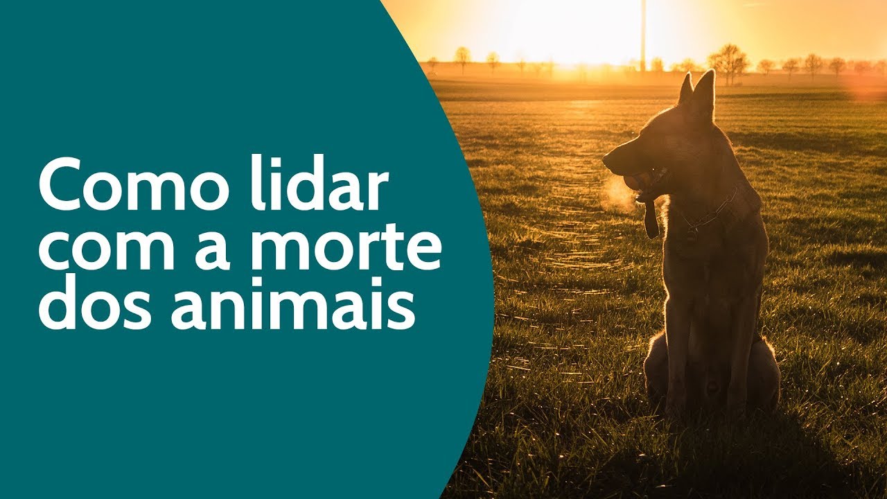 Como lidar com a morte de um pet?